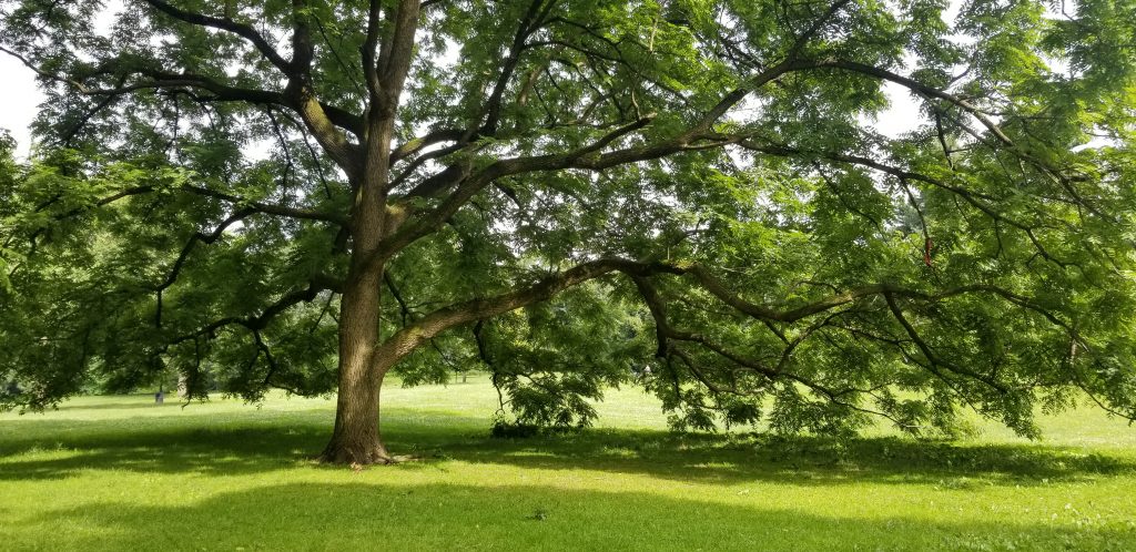 Large tree giving shade in the meadow of Prospect Park