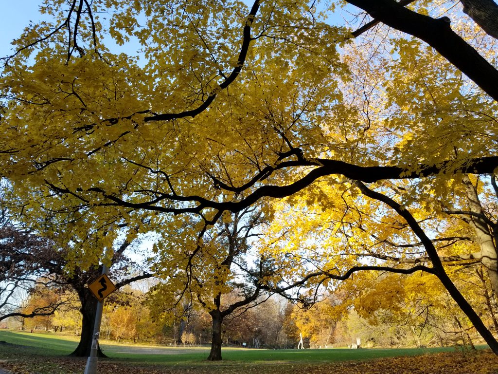 Trees in Prospect Park during the fall foliage with yellow and orange leaves